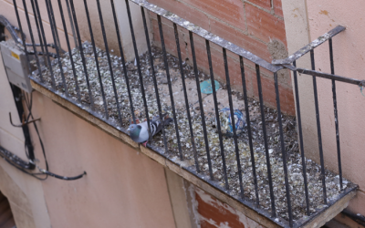 Sistemas anti palomas en Tarragona