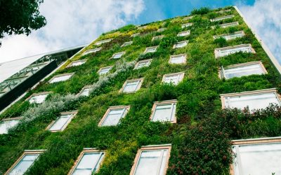 Los jardines verticales o muros verdes